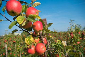 apple orchard before harvesting