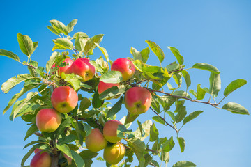 apple orchard before harvesting