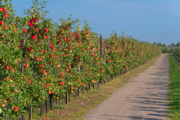 apple orchard before harvesting