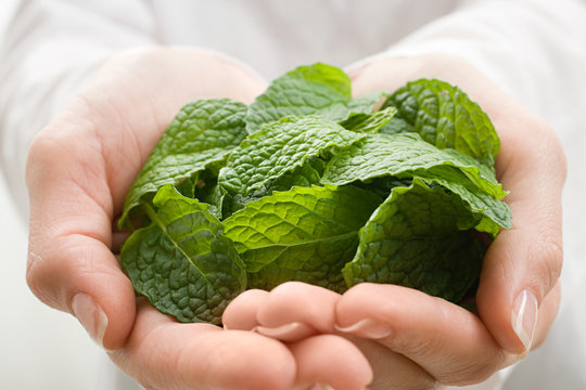 Woman Holding Mint Leaves