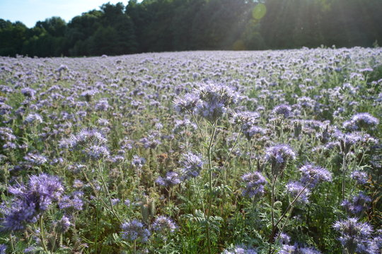 Phacelia  Feld  (   scorpionweed,  heliotrope , Boraginaceae, Kerneudikotyledonen  ) mit Wald und Sonnenstrahlen im Hintergrund