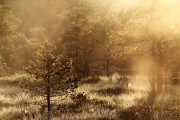Pine Tree in Morning Mist