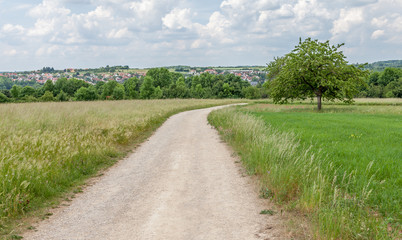Rural road in the summer in green countryside
