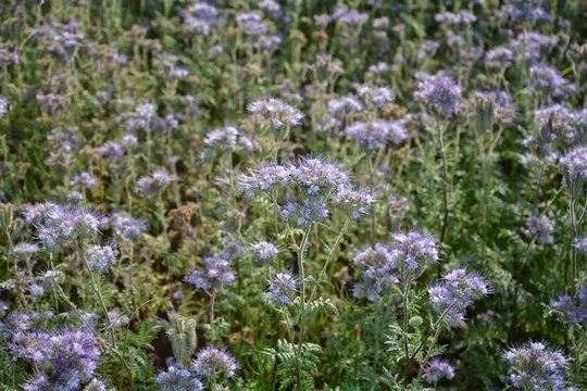 Phacelia   (   scorpionweed,  heliotrope , Boraginaceae, Kerneudikotyledonen  )  auf dem Feld