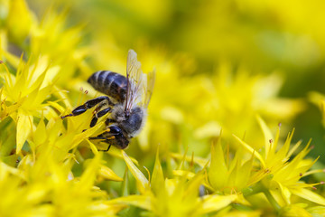 Bee on a yellow flower