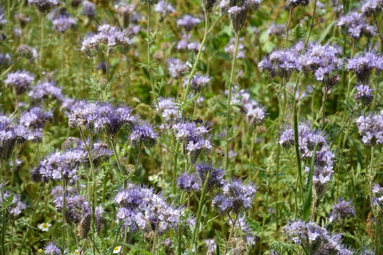 Lila Phacelia   (   scorpionweed,  heliotrope , Boraginaceae, Kerneudikotyledonen  ) auf dem Feld