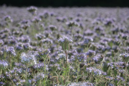 Phacelia  Bl&uuml;ten  (   scorpionweed,  heliotrope , Boraginaceae, Kerneudikotyledonen  ) auf einem  Feld
