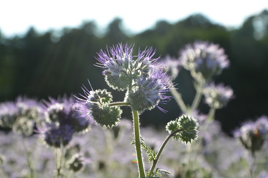 Phacelia   (   scorpionweed,  heliotrope , Boraginaceae, Kerneudikotyledonen  ) im Gegenlicht