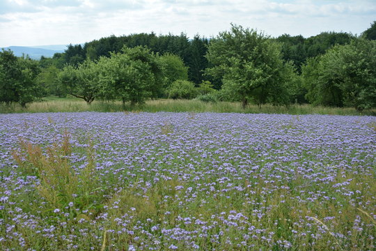 Phacelia Feld   (   scorpionweed,  heliotrope , Boraginaceae, Kerneudikotyledonen  ) mit B&auml;ume im Hintergrund