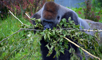 Gorillas are ground-dwelling, predominantly herbivorous apes that inhabit the forests of central...