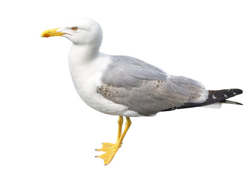 big seagull on white
