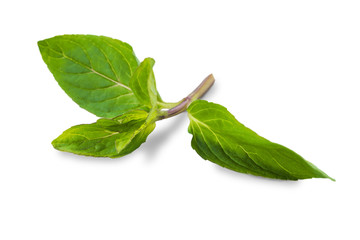 Basil leaf closeup isolated on white background