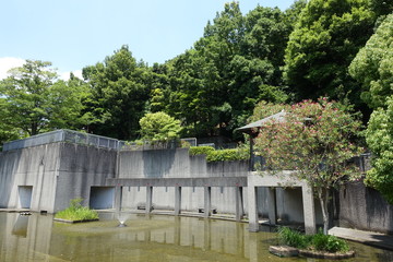 初夏の散歩