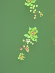 池に浮かぶ水草　ヒシ