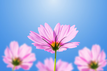Obraz premium Pink cosmos flowers blooming on a blue sky.