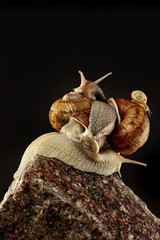 Brown snail on stone wall.Climbed on each other.Figure from snails.Big, medium and little snail