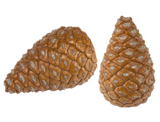 Pine cones isolated on white