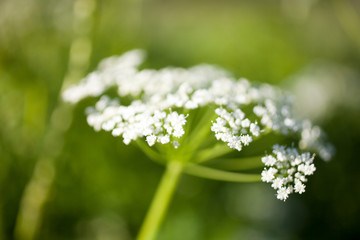 Anthriscus sylvestris