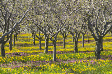 Heaven bright sun and field with nature warm concept and emotional colors and flawless beauty with copyspace.