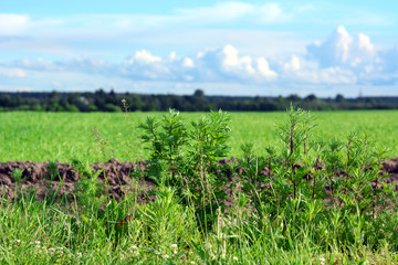 Obraz premium The grass in the field