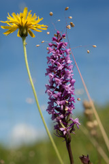 de Grote muggenorchis in zuid-limburg © twanwiermans