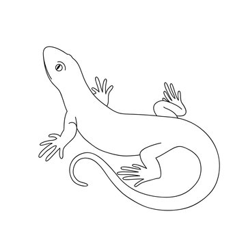 Isolated black outline monochrome lizard on white background. Curve lines. Page of coloring book.