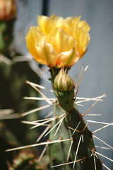 Kaktusblüte  / Die makro Nahaufnahme der Kaktusblüte des Opuntia engelmannii.