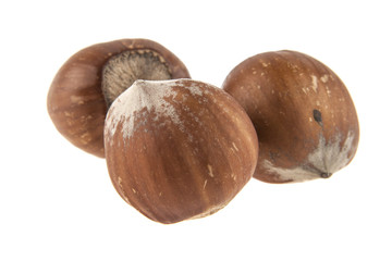 Hazelnut isolated on white background