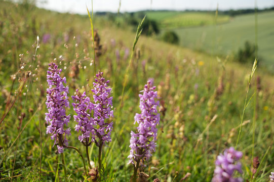 Fototapeta de Grote muggenorchis in zuid-limburg