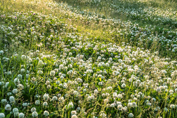 春の草花　シロツメクサ