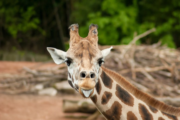 Giraffe zeigt die Zunge