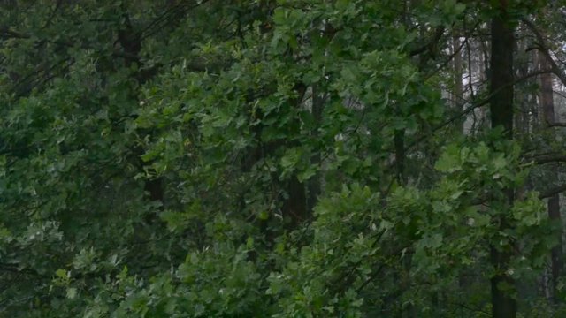 Heavy Rain In Forest In The Evening With Green Trees Swaying In The Wind