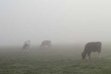 Obraz premium vaches dans le brouillard