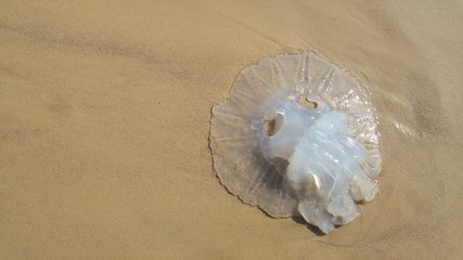 Rhopilema nomadica jellyfish at the Mediterranean sea. It has vermicular filaments with venomous stinging cells and can cause painful injuries to people.  © Roman Yanushevsky