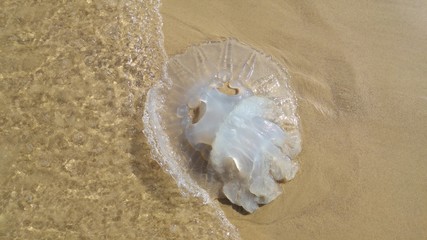 Rhopilema nomadica jellyfish at the Mediterranean sea. It has vermicular filaments with venomous stinging cells and can cause painful injuries to people.  © Roman Yanushevsky