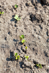 Young, green shoots of a red radish on a kitchen garden in the spring