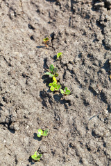 Young green sprouts of a red radish germinate  at kitchen-garden in the spring