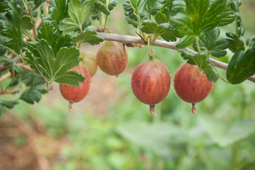 détail groseilles macro rouges dans un champ bio