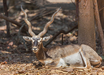 Naklejka na ściany i meble blackbuck antelope wild animal resting in nature