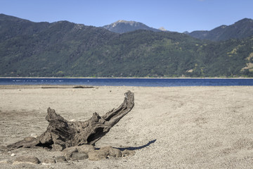 Fototapeta na wymiar Old trunk in the sand near a lake
