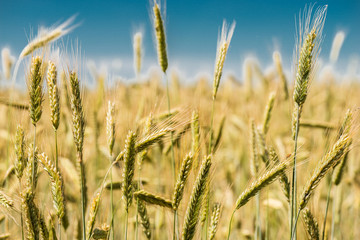 Spikelets of wheat close-up.