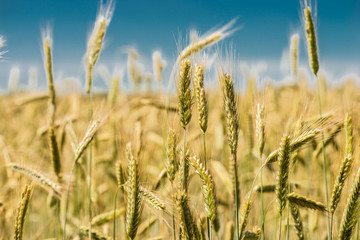 Spikelets of wheat close-up.