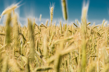 Spikelets of wheat close-up.