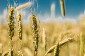 Spikelets of wheat close-up.
