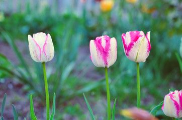 Obraz premium A closeup of white and purple tulips in a flowerbed