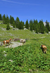 Fototapeta premium Brown and white dairy cows in a mountain summer pasture near Cason di Lanza near Paularo, Friuli Venezia Giulia, north east Italy. 
