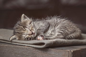 Little kitten sleeping on a blanket