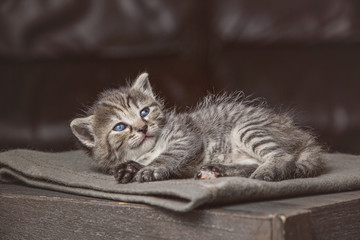 Little kitten sleeping on a blanket