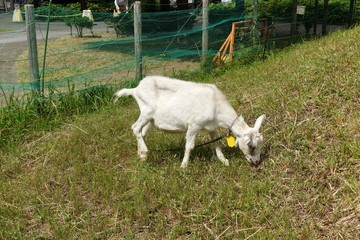 初夏の散歩