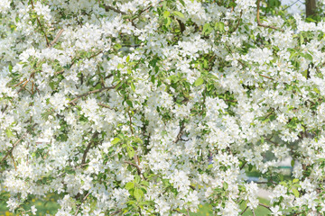 Fototapety  Blooming apple trees